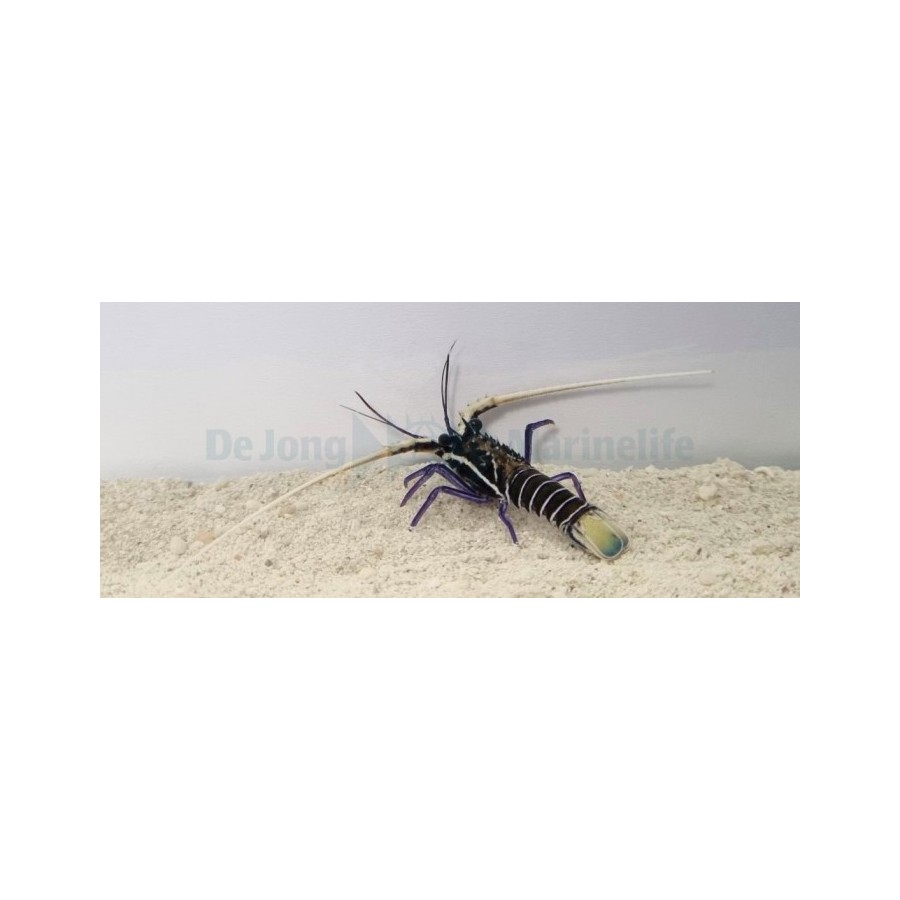 Panulirius versicolor - Blue Lobster