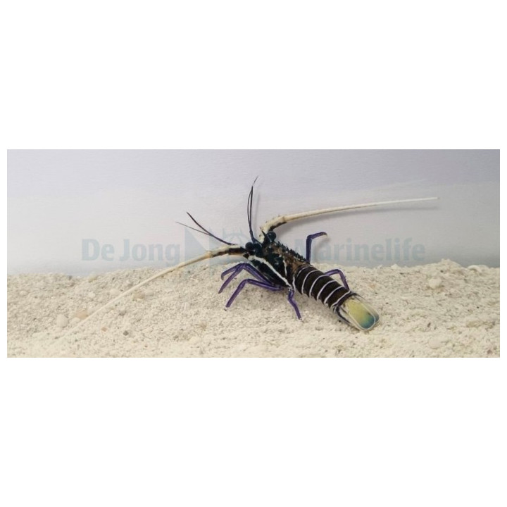 Panulirius versicolor - Blue Lobster