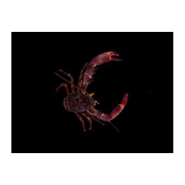Panulirius sp. - Common Lobster