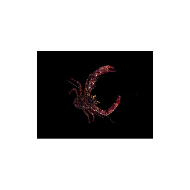 Panulirius sp. - Common Lobster