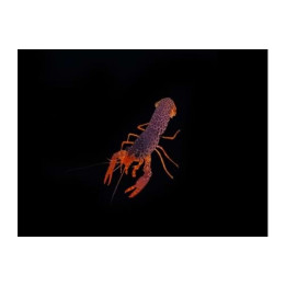 Enoplometopus daumi - Pink Lobster - riuttahummeri
