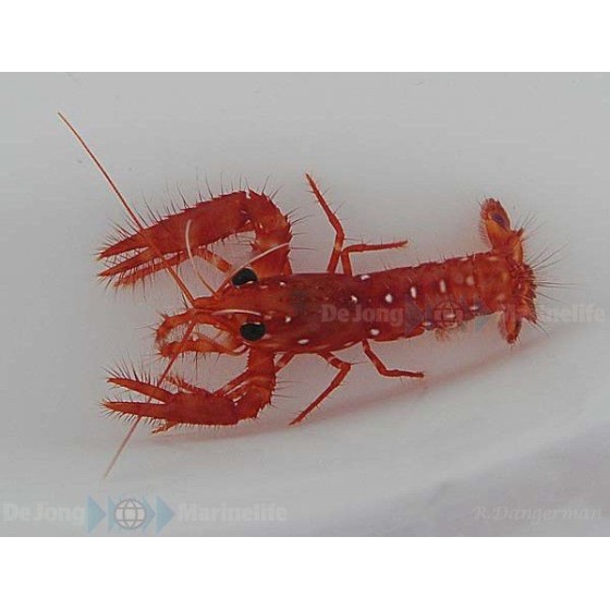 Enoplometopus occidentalis - Scarlet Lobster