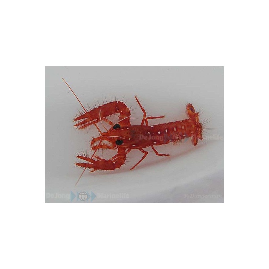 Enoplometopus occidentalis - Scarlet Lobster