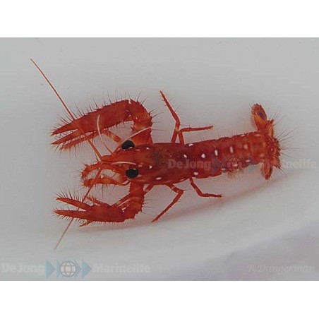 Enoplometopus occidentalis - Scarlet Lobster