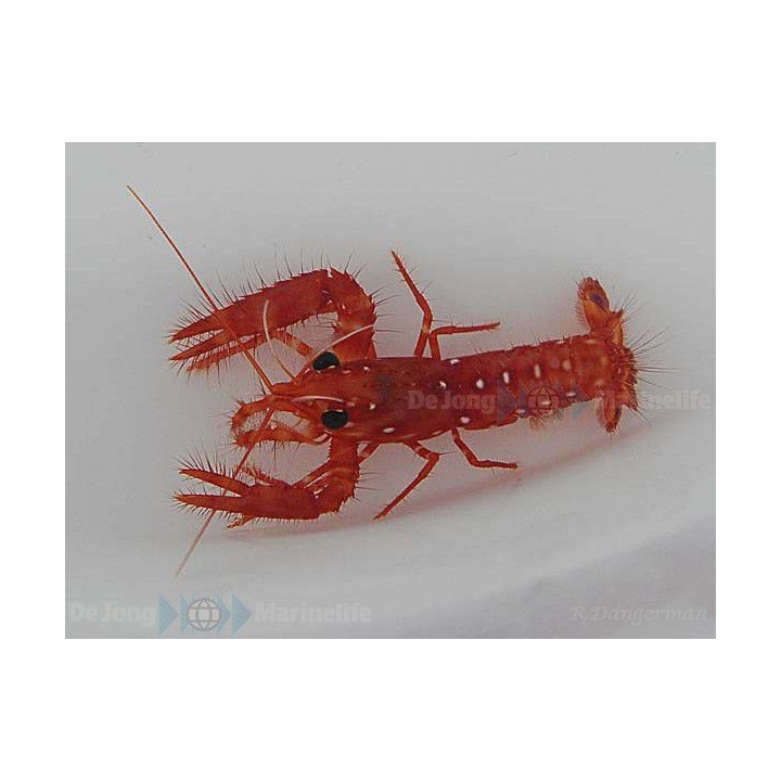 Enoplometopus occidentalis - Scarlet Lobster