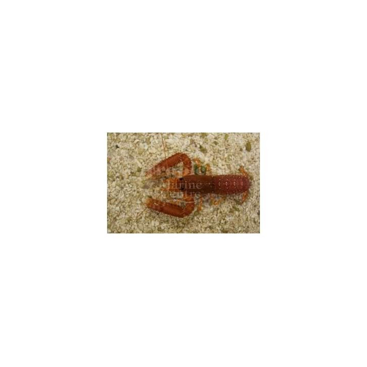 Enoplometopus occidentalis - Scarlet Lobster