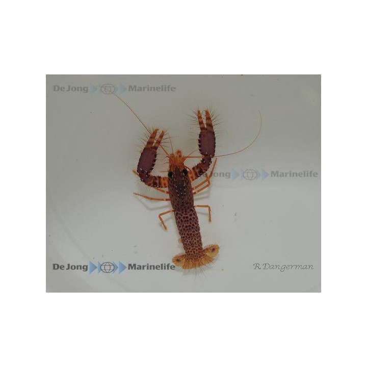 Enoplometopus debelius