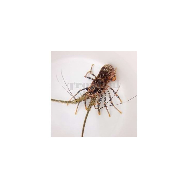 Panulirus guttatus - Spanish Lobster