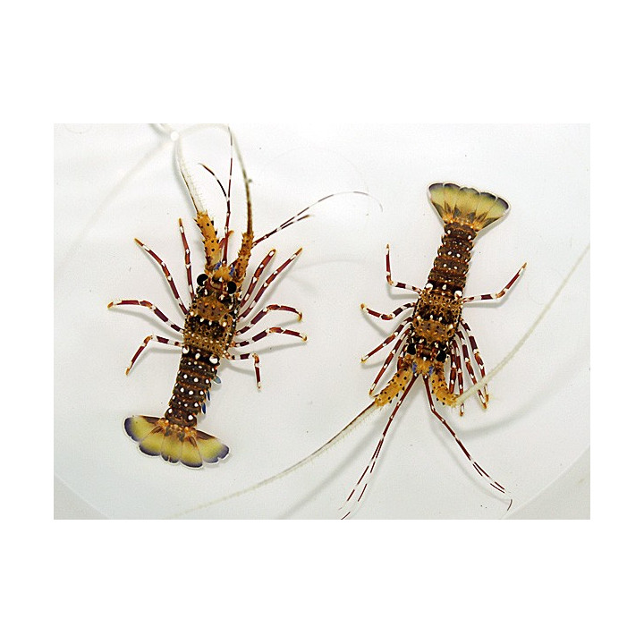 Panulirus femoristriga