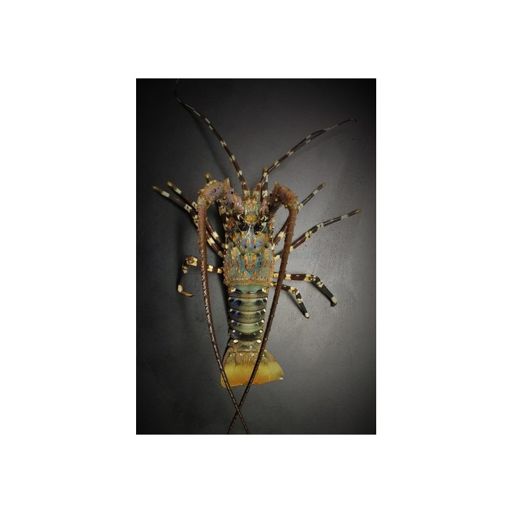 Panulirus ornatus