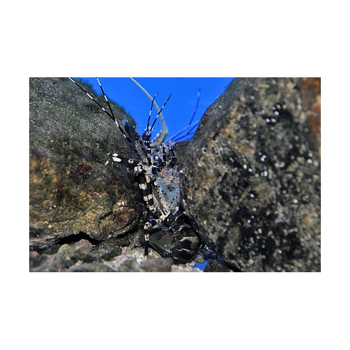 Panulirus ornatus