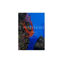 Allogalathea elegans - Squat Lobster