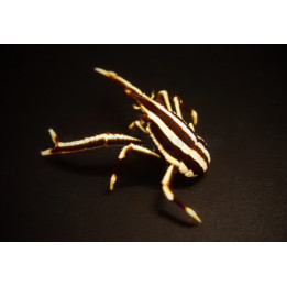 Allogalathea elegans - Squat Lobster - Striped