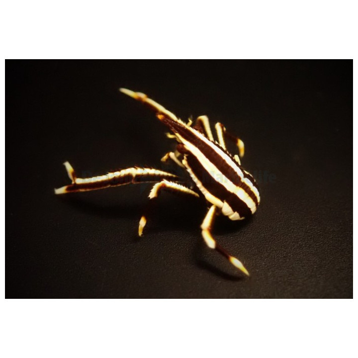 Allogalathea elegans - Squat Lobster - Striped