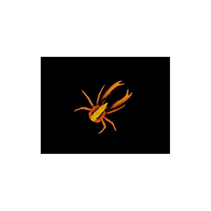 Allogalathea elegans - Squat Lobster - Striped
