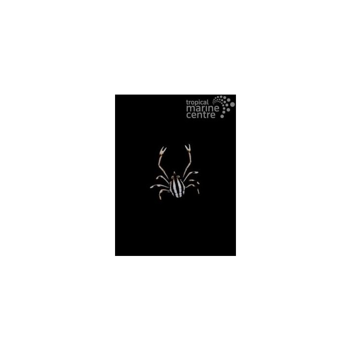 Allogalathea elegans - Squat Lobster - Striped