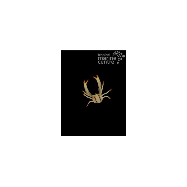 Allogalathea elegans - Squat Lobster - Striped