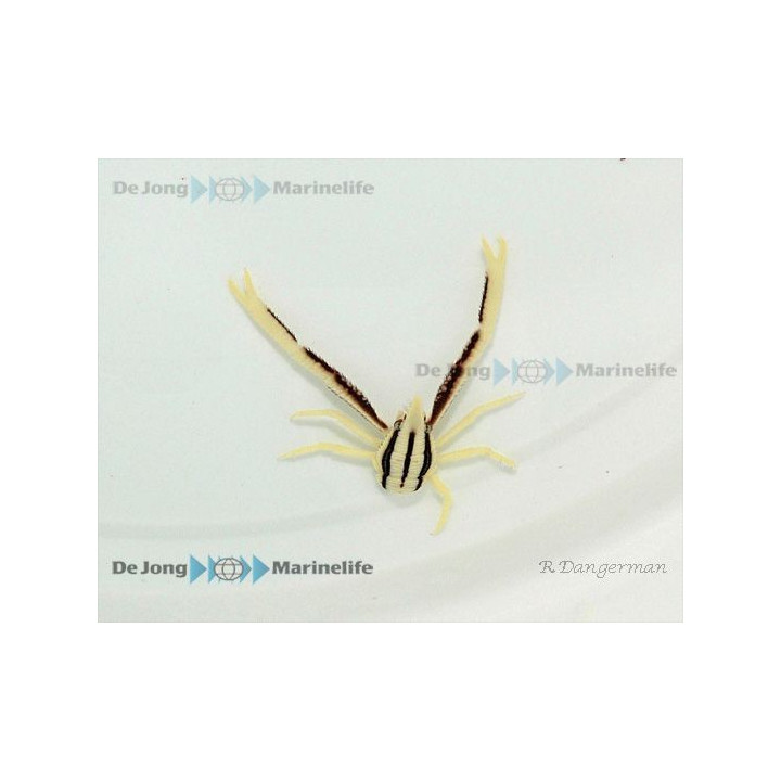 Allogalathea elegans - Squat Lobster - Striped