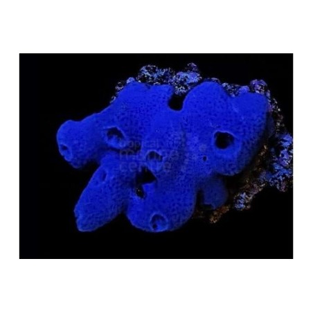 Xestospongia sp. - Blue Sponge - Cultured