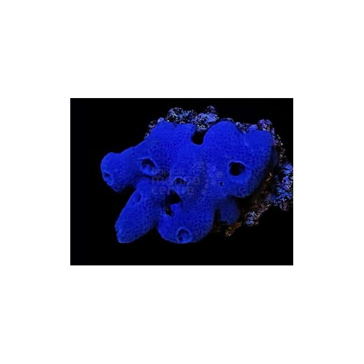 Xestospongia sp. - Blue Sponge - Cultured
