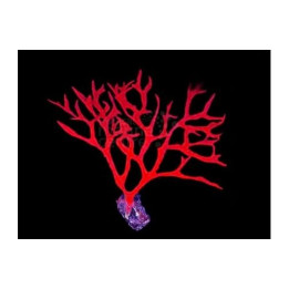 Raspailia spp. - Flame Sponge