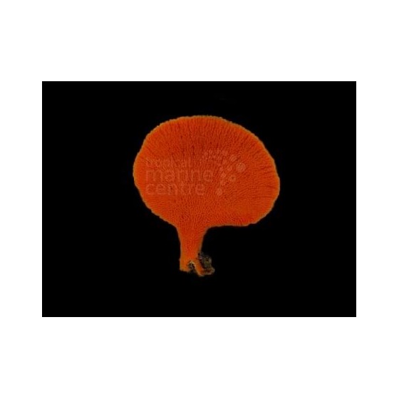 Clathria rugosa - Orange Fan Sponge