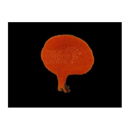 Clathria rugosa - Orange Fan Sponge