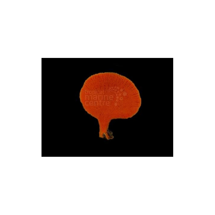 Clathria rugosa - Orange Fan Sponge