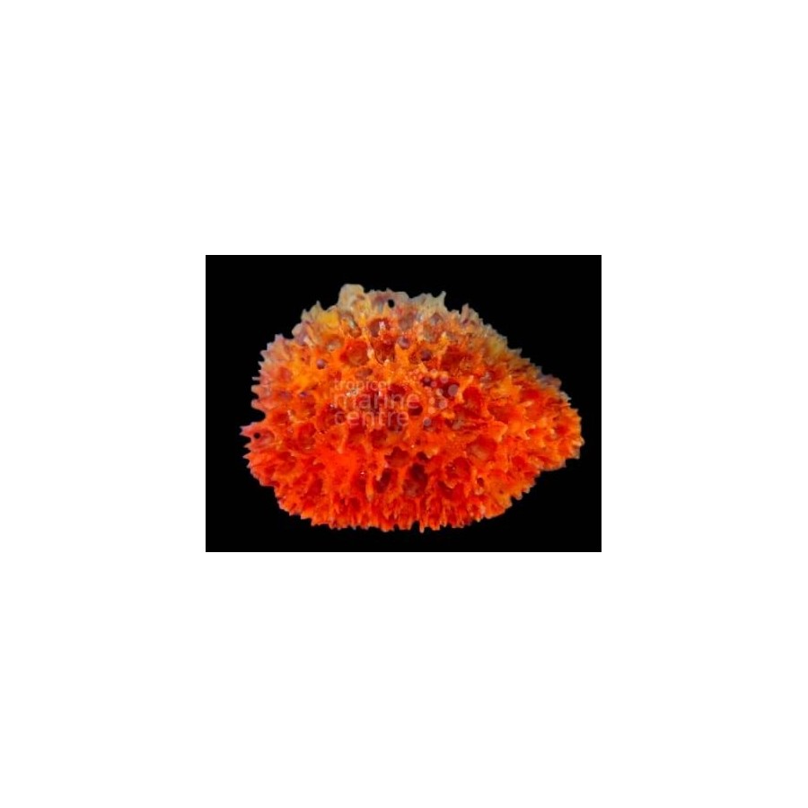 Axinella spp. - Orange Frilly Sponge