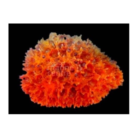 Axinella spp. - Orange Frilly Sponge