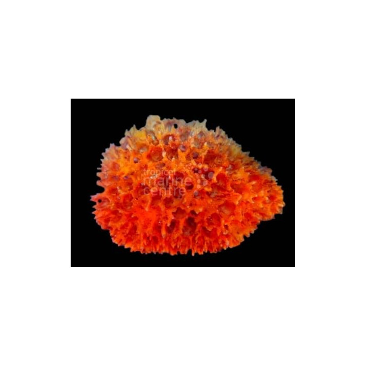 Axinella spp. - Orange Frilly Sponge