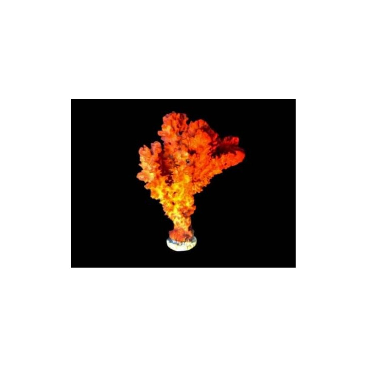 Axinella spp. - Orange Frilly Sponge