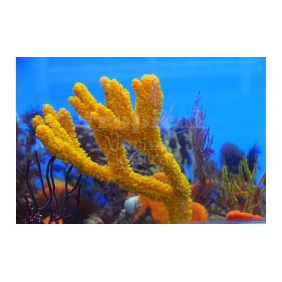 Ptilocaulis spp. - Orange Tree Sponge