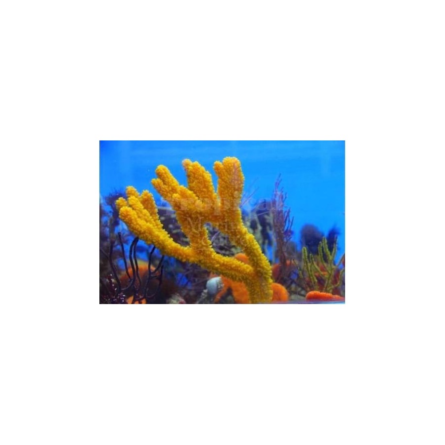 Ptilocaulis spp. - Orange Tree Sponge