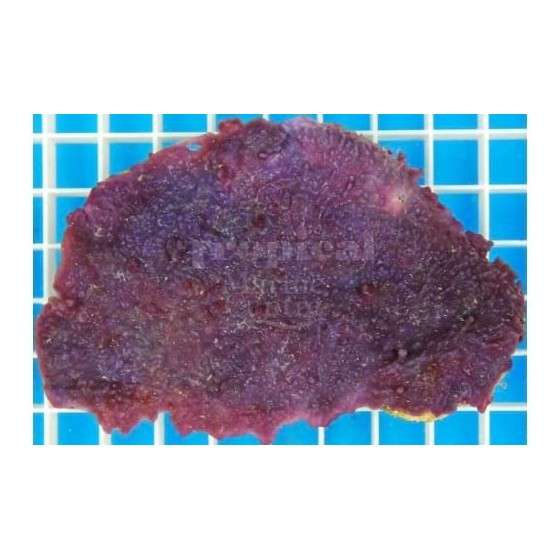 Haliclona sp. - Purple Encrusting Sponge - Cultured