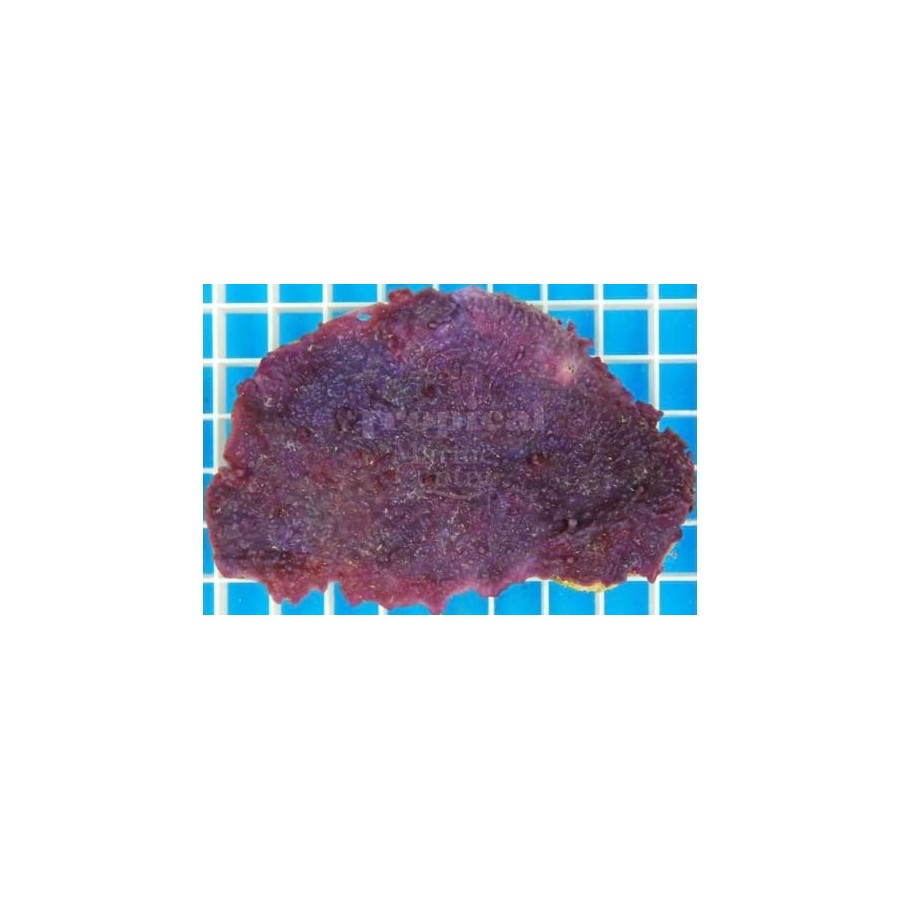 Haliclona sp. - Purple Encrusting Sponge - Cultured