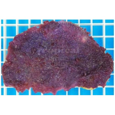 Haliclona sp. - Purple Encrusting Sponge - Cultured