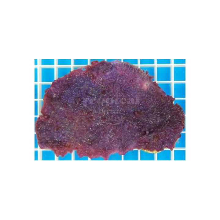 Haliclona sp. - Purple Encrusting Sponge - Cultured