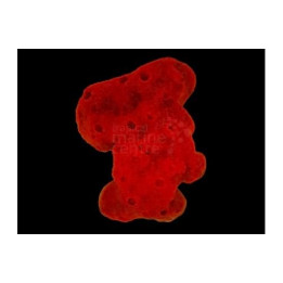 Pseudaxinella spp. - Red Ball Sponge