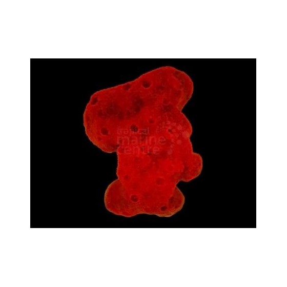 Pseudaxinella spp. - Red Ball Sponge