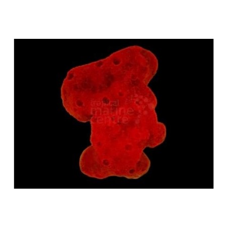 Pseudaxinella spp. - Red Ball Sponge