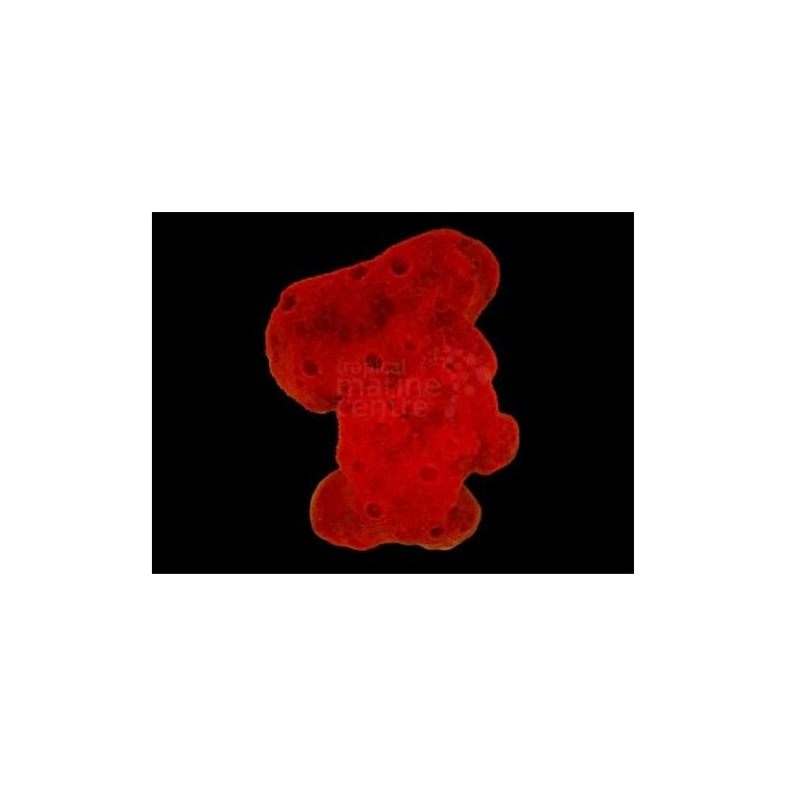 Pseudaxinella spp. - Red Ball Sponge