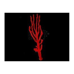 Ptilocaulis spp. - Red Tree Sponge