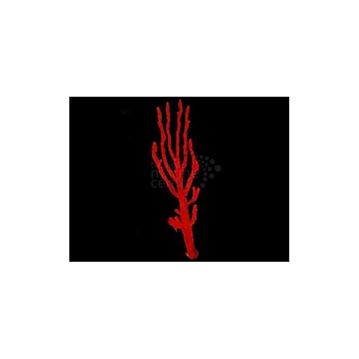 Ptilocaulis spp. - Red Tree Sponge