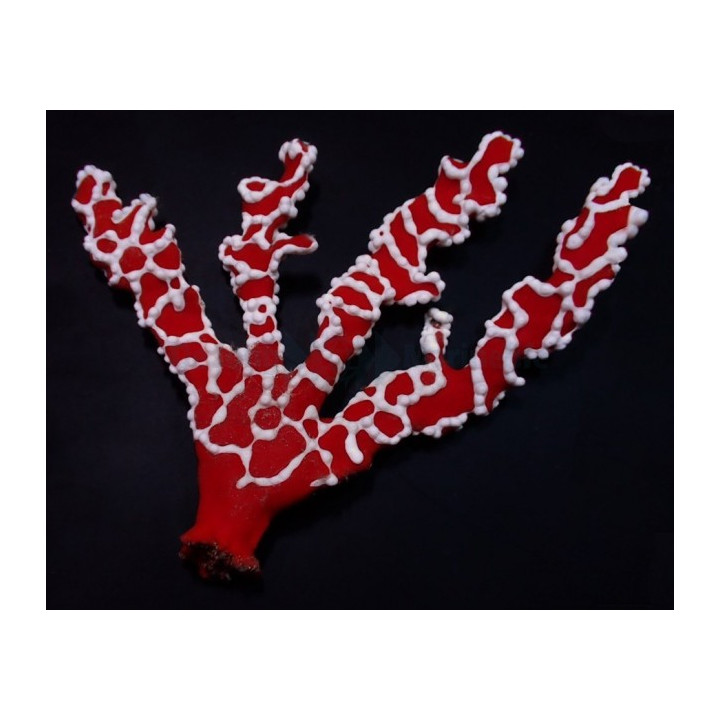 Trikentrion flabeliforme - Spider Sponge