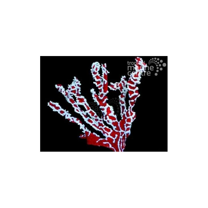 Trikentrion flabeliforme - Spider Sponge