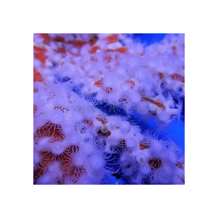 Trikentrion flabeliforme - Spider Sponge