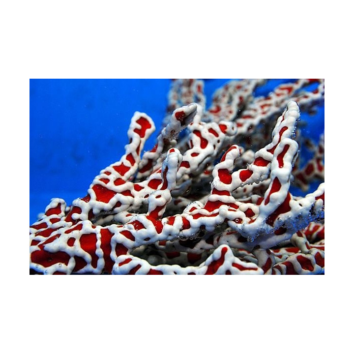 Trikentrion flabeliforme - Spider Sponge