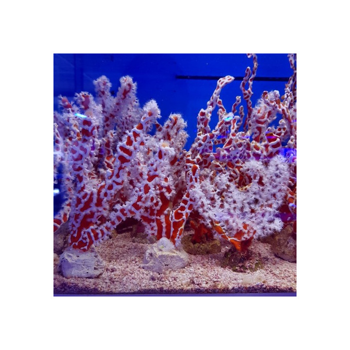 Trikentrion flabeliforme - Spider Sponge