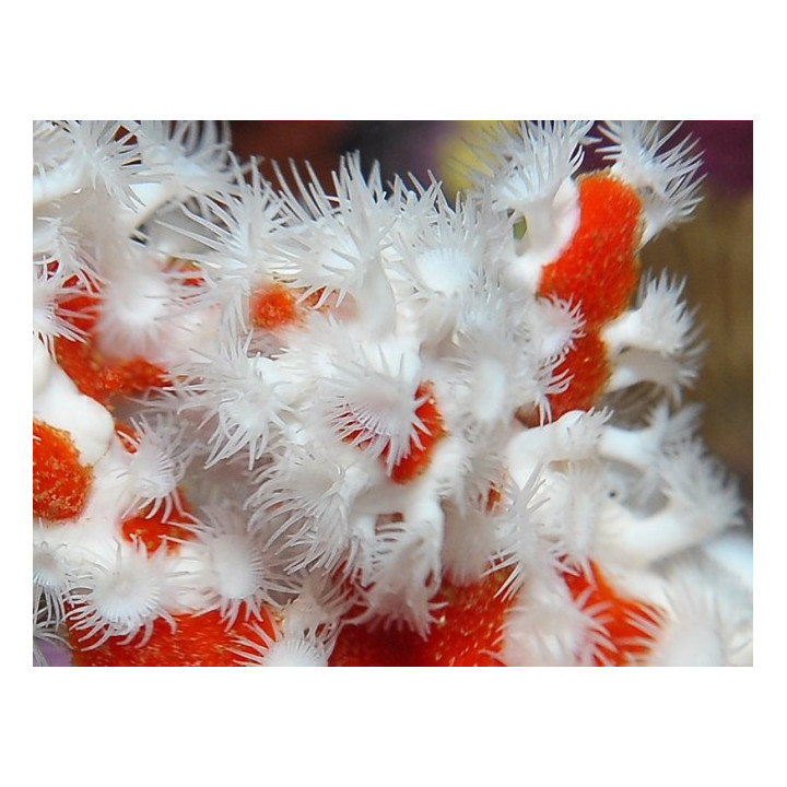 Trikentrion flabeliforme - Spider Sponge